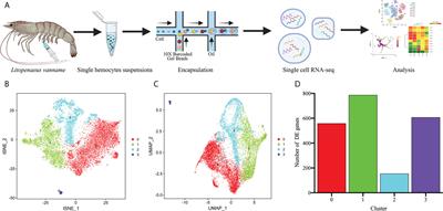 Single-cell RNA-seq uncovered hemocyte functional subtypes and their differentiational characteristics and connectivity with morphological subpopulations in Litopenaeus vannamei